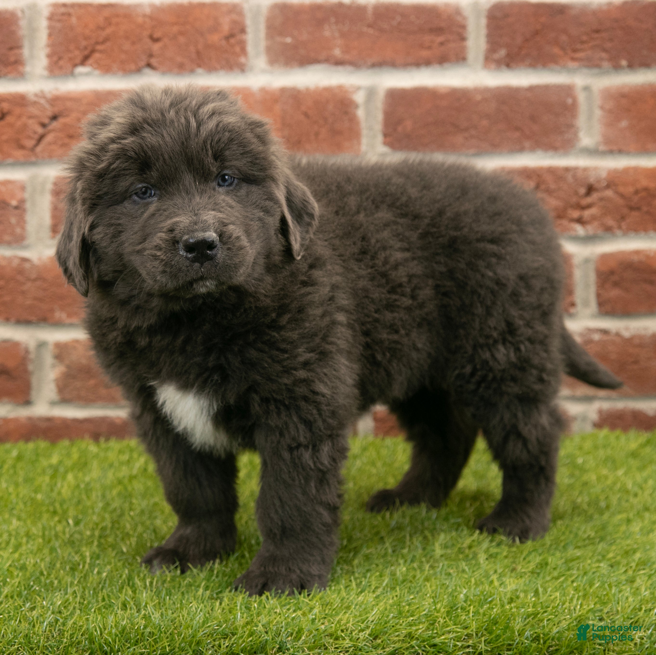 Newfoundland dogs Chester - Ad 29