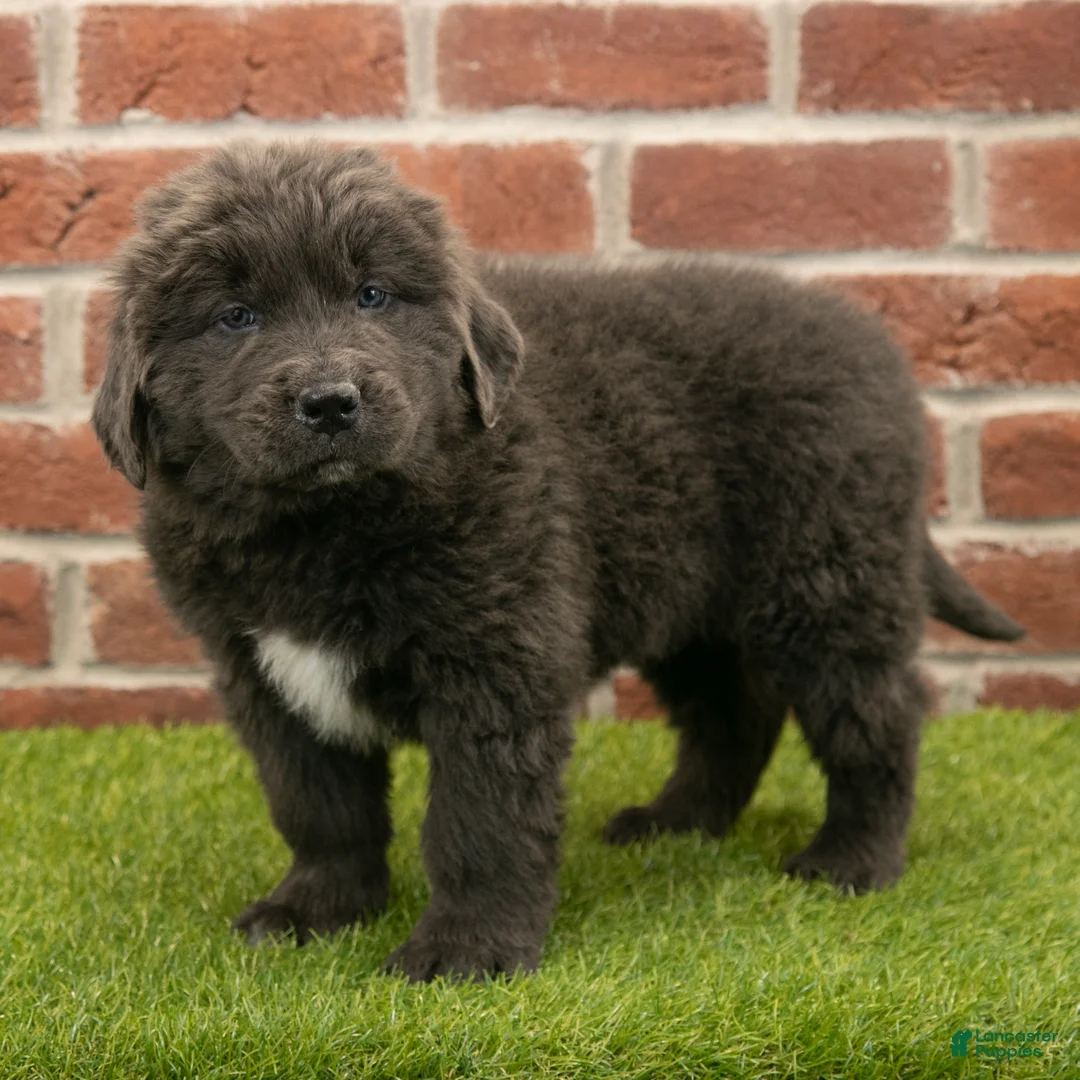 Newfoundland dogs for sale: Chester - Ad 1