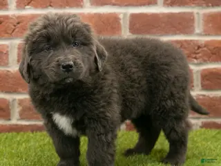Newfoundland dogs Chester - Ad 29