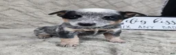 Australian Cattle Dog dogs for sale: Henry - Ad 16