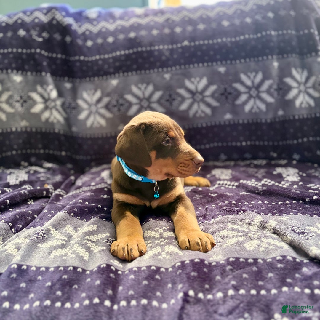 Doberman Pinscher dogs for sale: Rudolph  - Ad 6