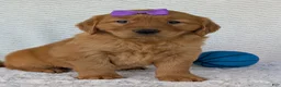 Golden Retriever dogs for sale: Miss Summer  - Ad 12