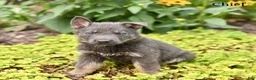 German Shepherd dogs for sale:  Chief  - Ad 5