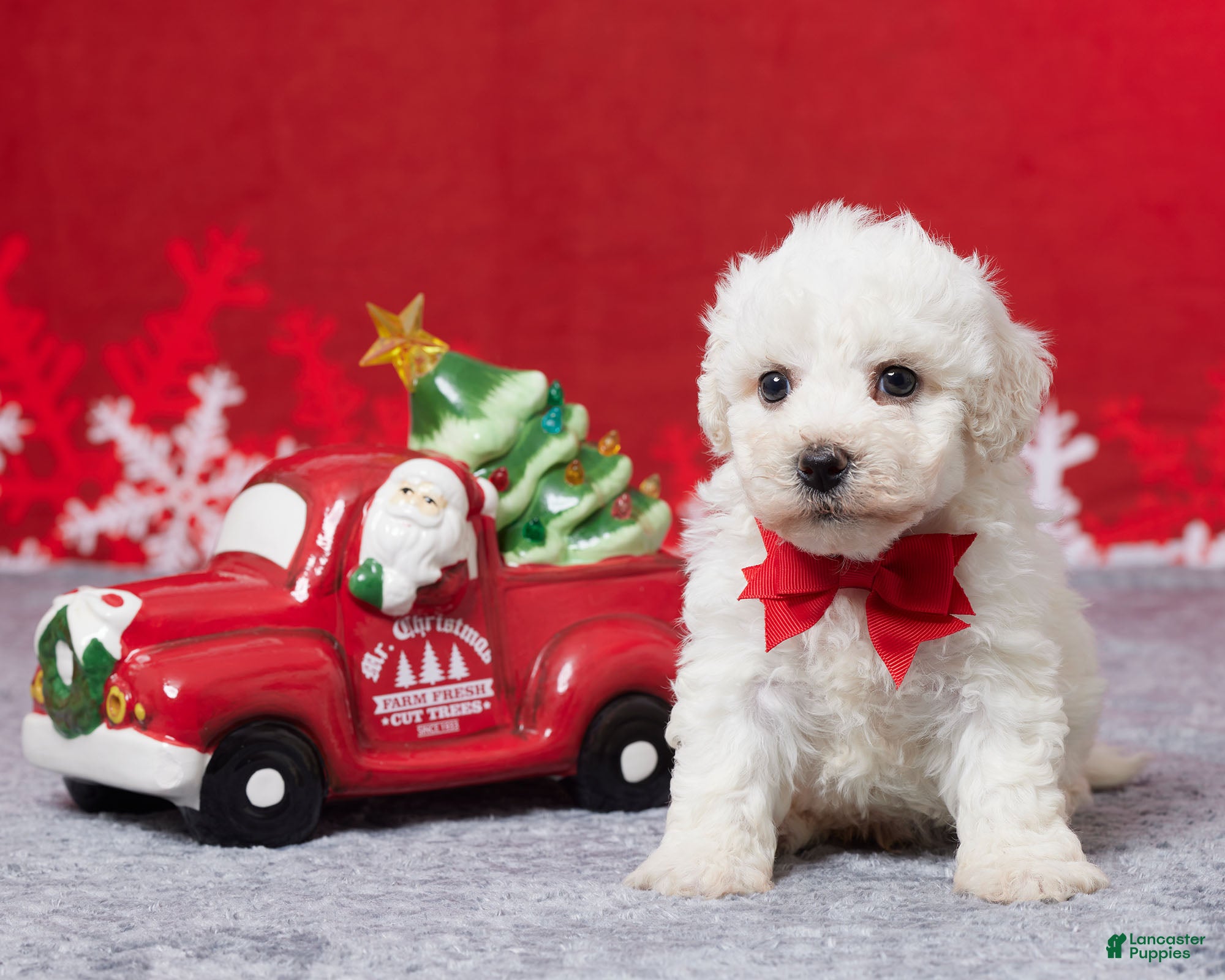 Bichon Frise dogs Frank - Ad 15