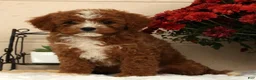 Cavapoo dogs for sale: Autumn - Ad 4
