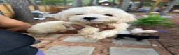 Maltipoo dogs for sale: finn Maltipoo 1 - Ad 1