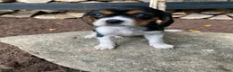Beaglier dogs for sale: Alaina - Ad 5