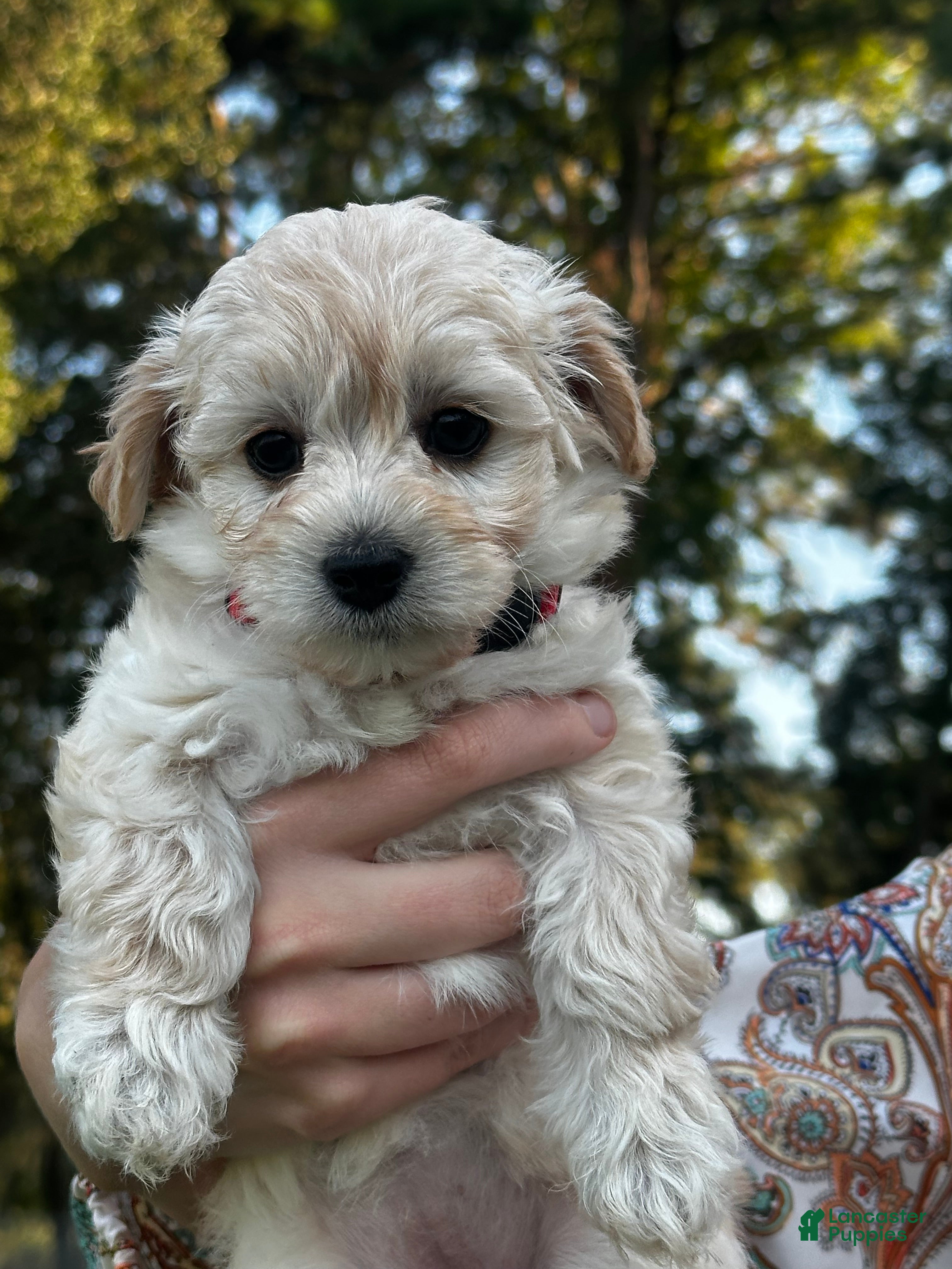 Maltipoo dogs Dolly - Ad 1