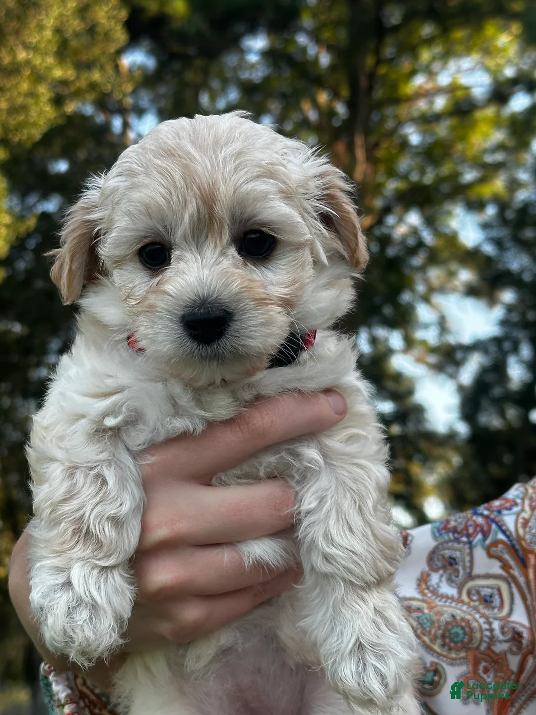 Maltipoo dogs for sale: Dolly - Ad 1
