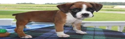 Boxer dogs for sale: Bella - Champ lines - Ad 4