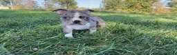 Boston Terrier dogs for sale: Blue Bobby - Ad 10