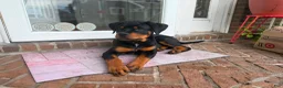 Rottweiler dogs for sale: Rottweiler 1 - Ad 2