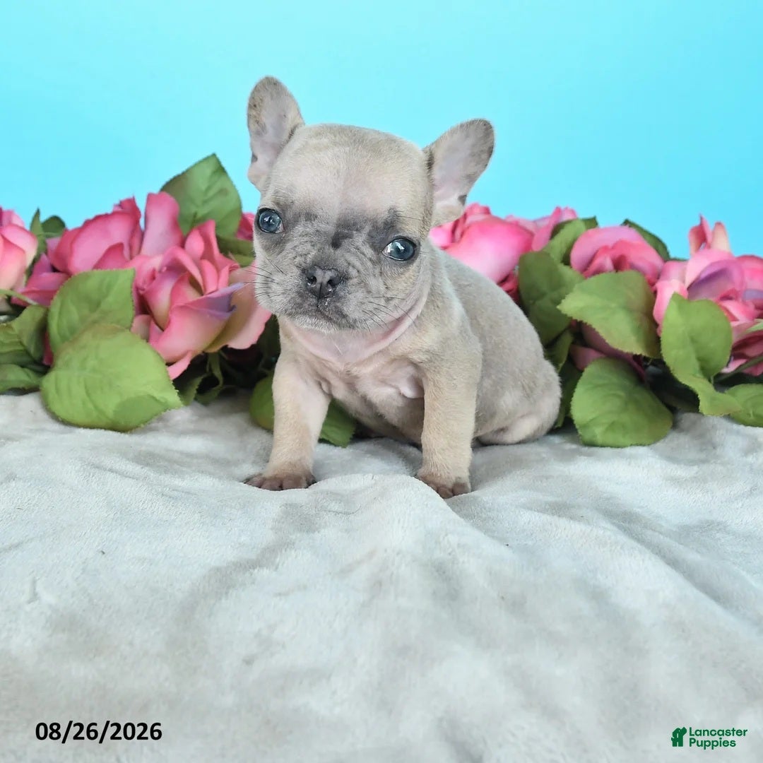 French Bulldog dogs Teddy - Ad 1