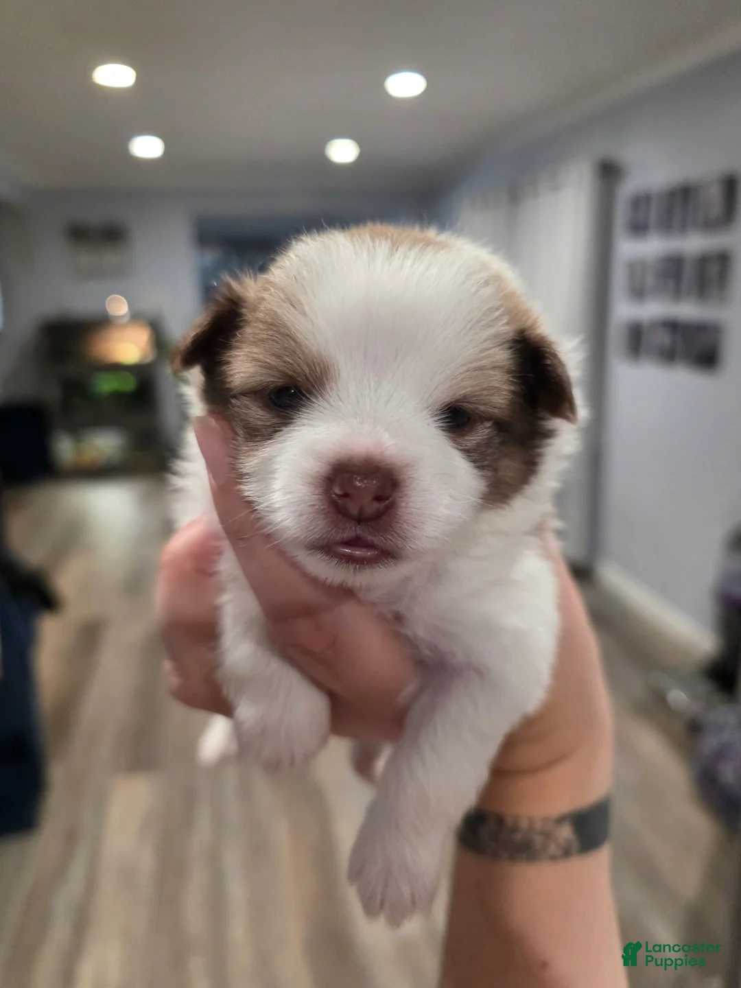 Pomeranian dogs for sale: Posey - Ad 1