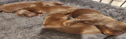 Miniature Dachshund dogs for sale: Miniature Dachshund Puppy 2 - Ad 3