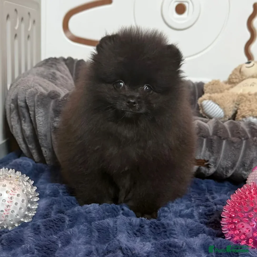 Pomeranian dogs for sale: Hummer - Ad 1