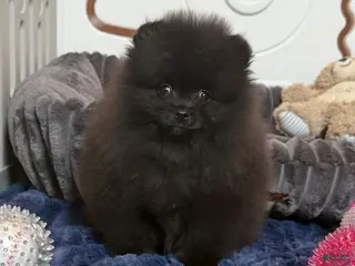 Pomeranian dogs Hummer - Ad 39