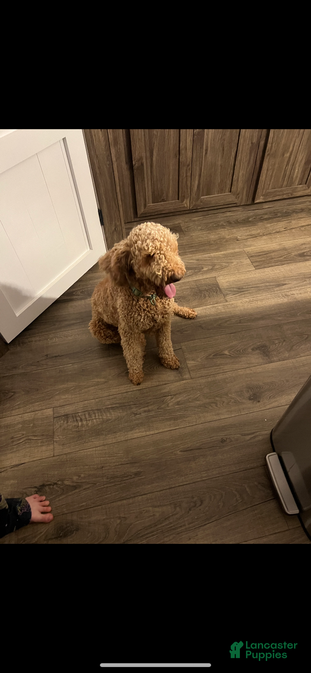 Mixed Breed dogs for sale: Angel - Ad 2