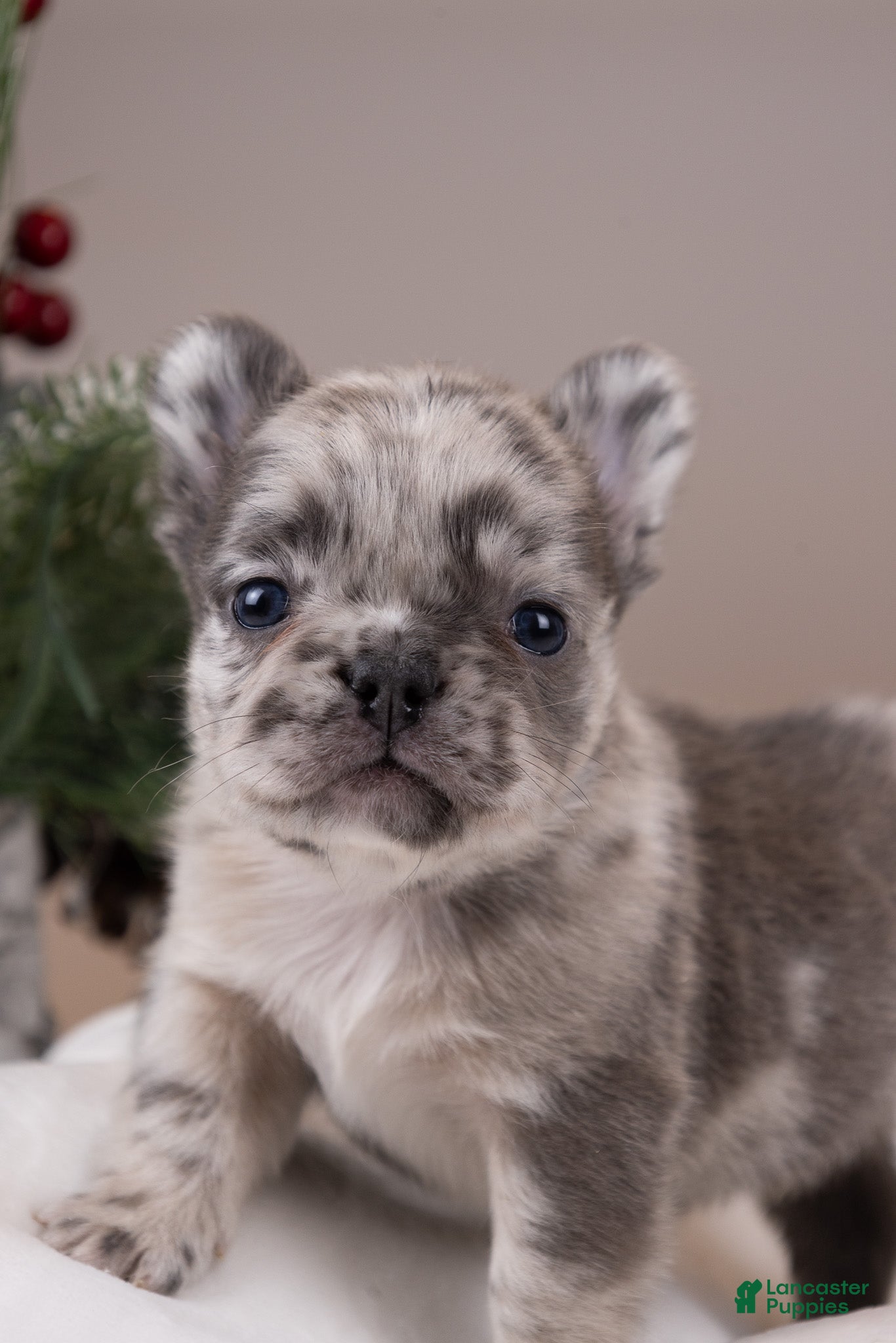 French Bulldog dogs Luigi -Fluffy Big Rope - Ad 27