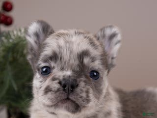 French Bulldog dogs Luigi -Fluffy Big Rope - Ad 26