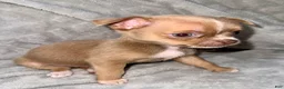 Chihuahua dogs for sale: Chihuahua Puppy 1 - Ad 9