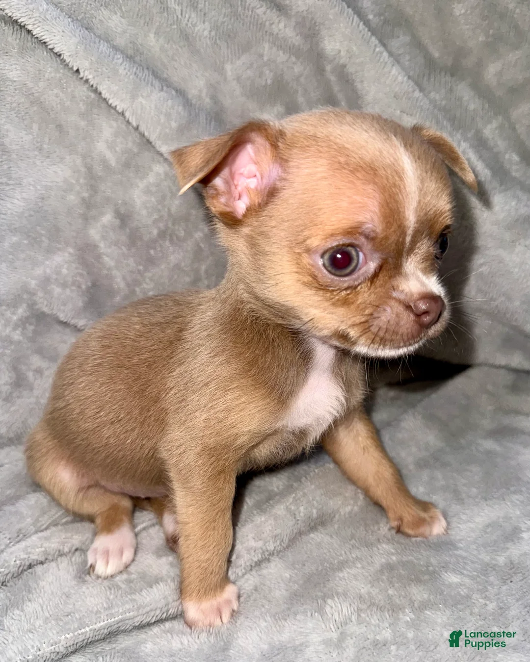 Chihuahua dogs for sale: Chihuahua Puppy 1 - Ad 9