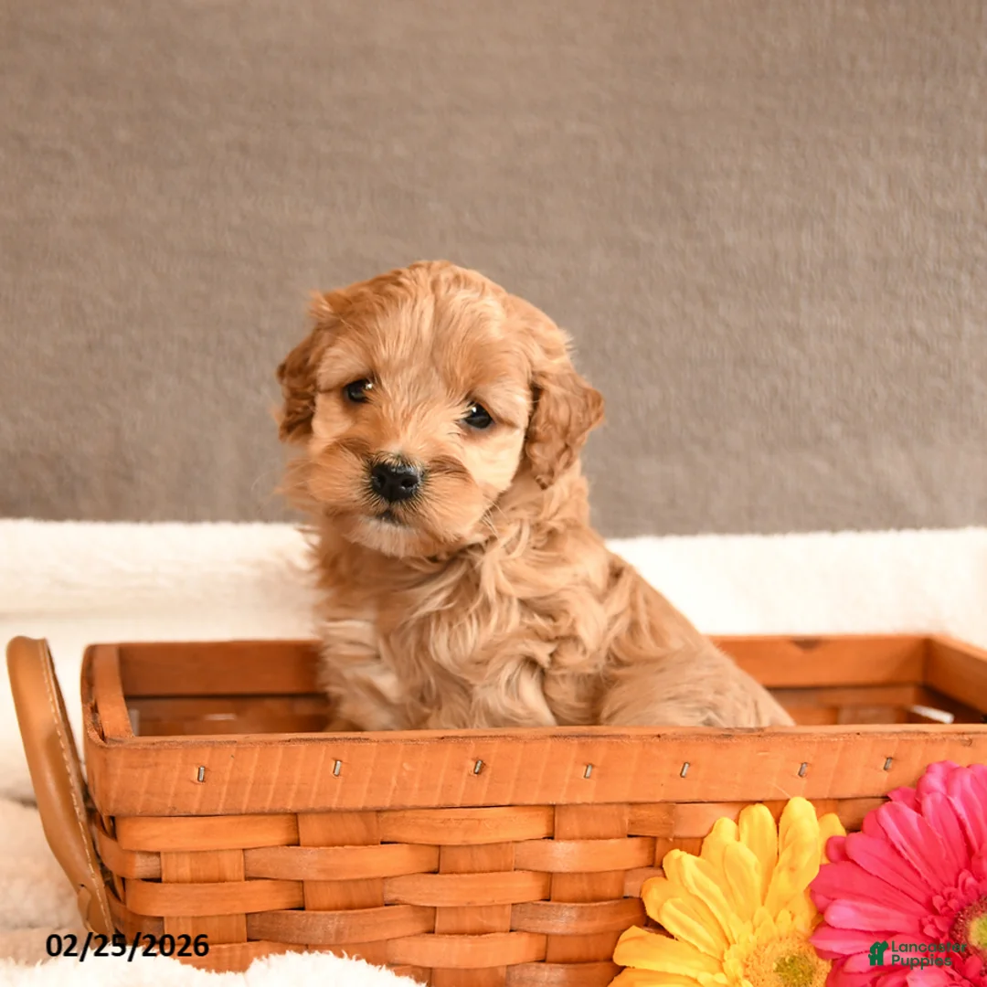 Cockapoo dogs for sale: Pansy - Ad 2