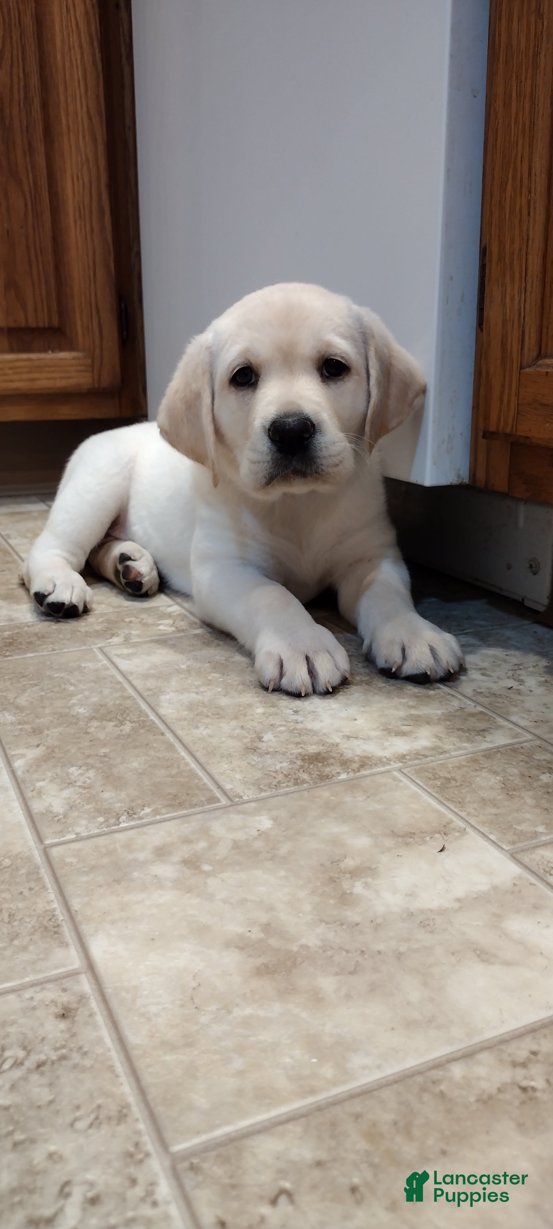 Labrador Retriever dogs Riley  - Ad 1