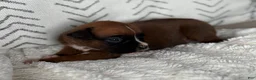 Boxer dogs for sale: Rex - Ad 3