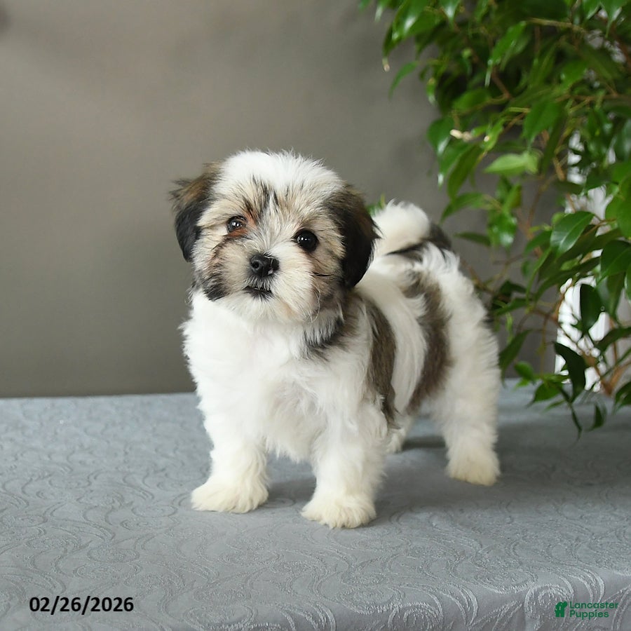 Mixed Breed dogs Sophie - Ad 1