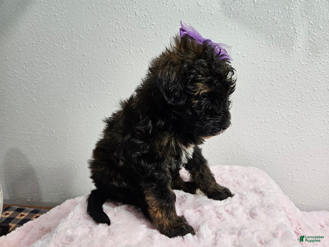 Goldendoodle dogs for sale: Kia - Ad 3