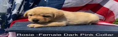 Labrador Retriever Female 2