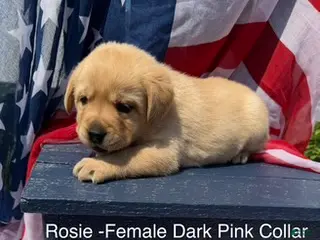 Labrador Retriever dogs Labrador Retriever Female 2 - Ad 24