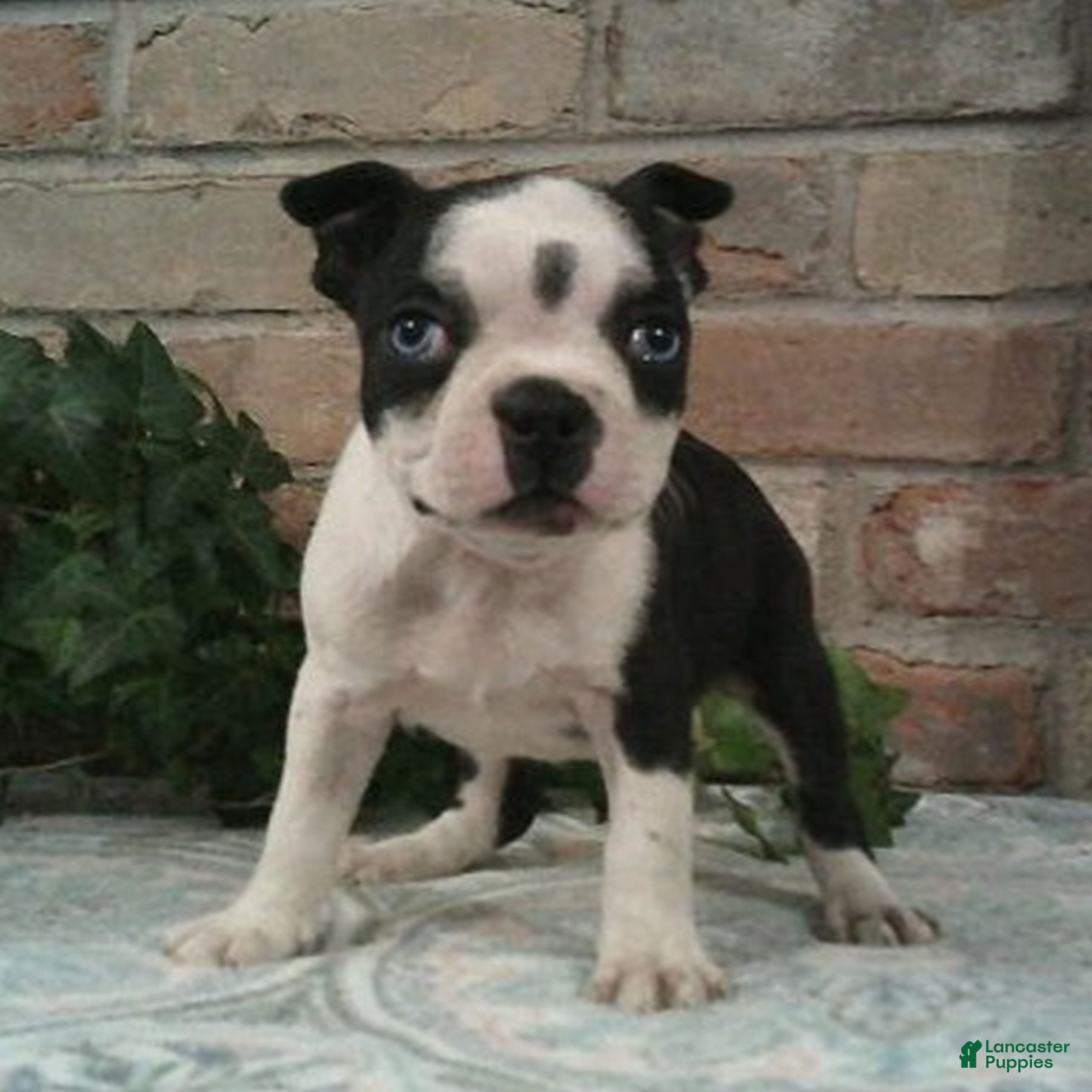 Boston Terrier dogs Cricket  - Ad 1