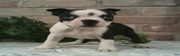 Boston Terrier dogs for sale: Cricket  - Ad 1