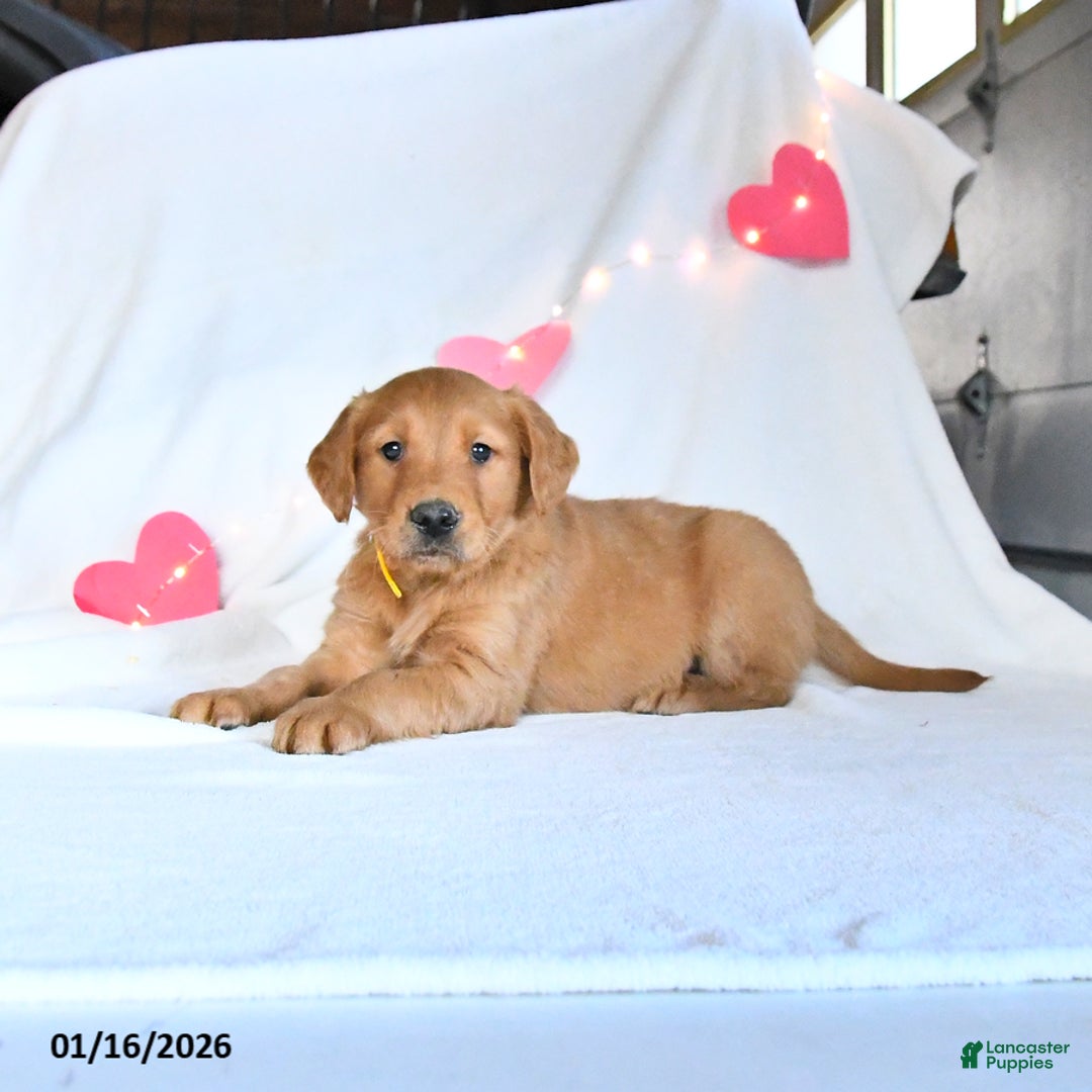 Golden Retriever dogs for sale: Merlin - Ad 3