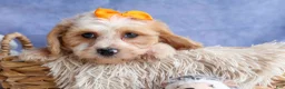 Cavachon dogs for sale: ROMEO - Ad 8