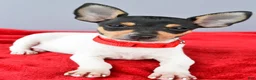 Toy Fox Terrier dogs for sale: Duke - Ad 8
