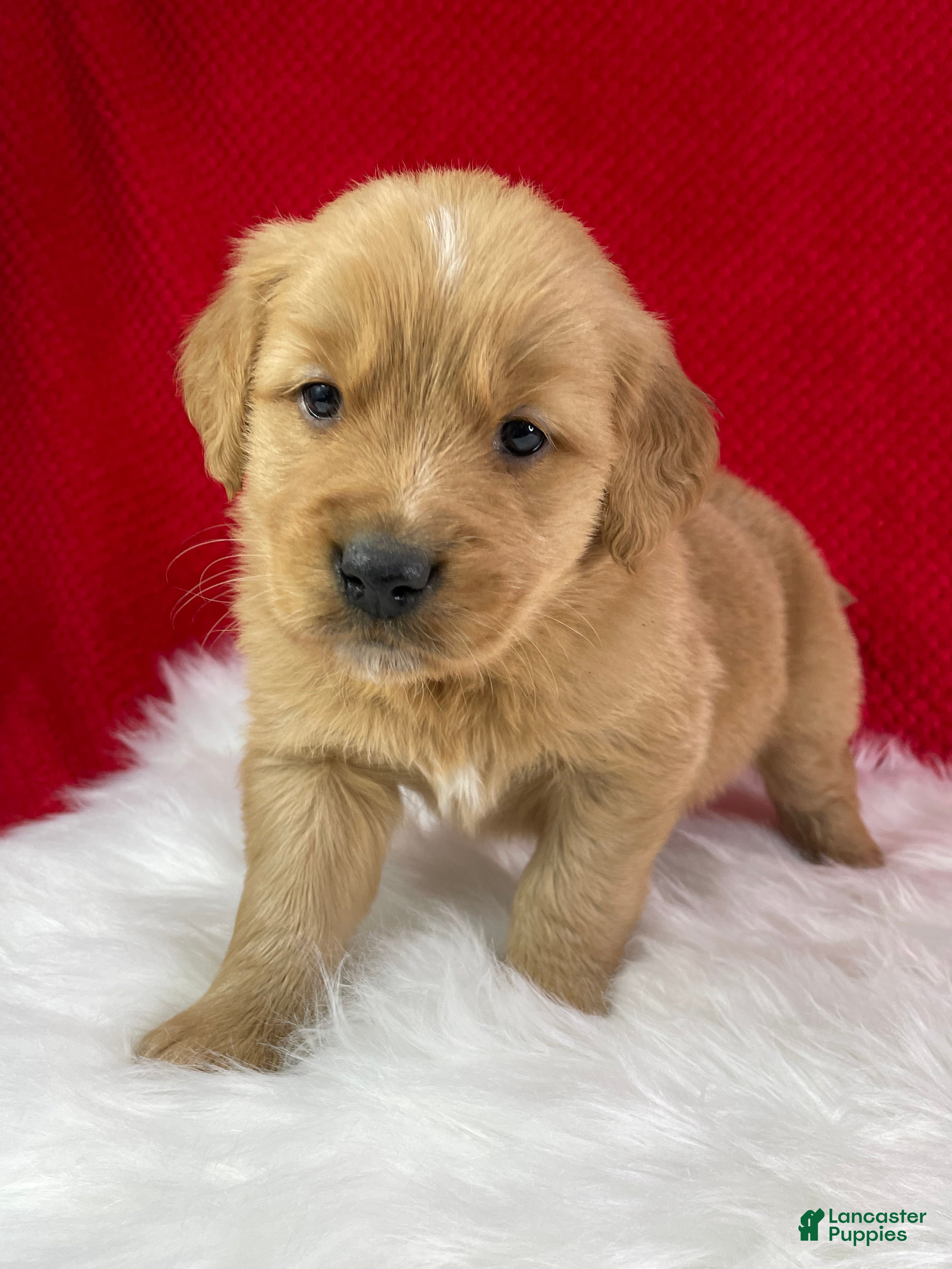 Golden Retriever dogs Rudolph - Ad 21
