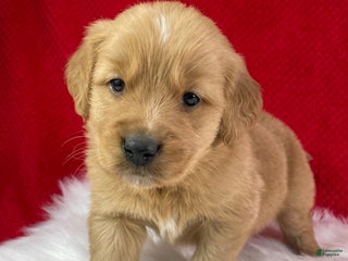 Golden Retriever dogs Rudolph - Ad 18