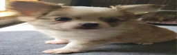 Chihuahua dogs for sale: Chihuahua 1 - Ad 4