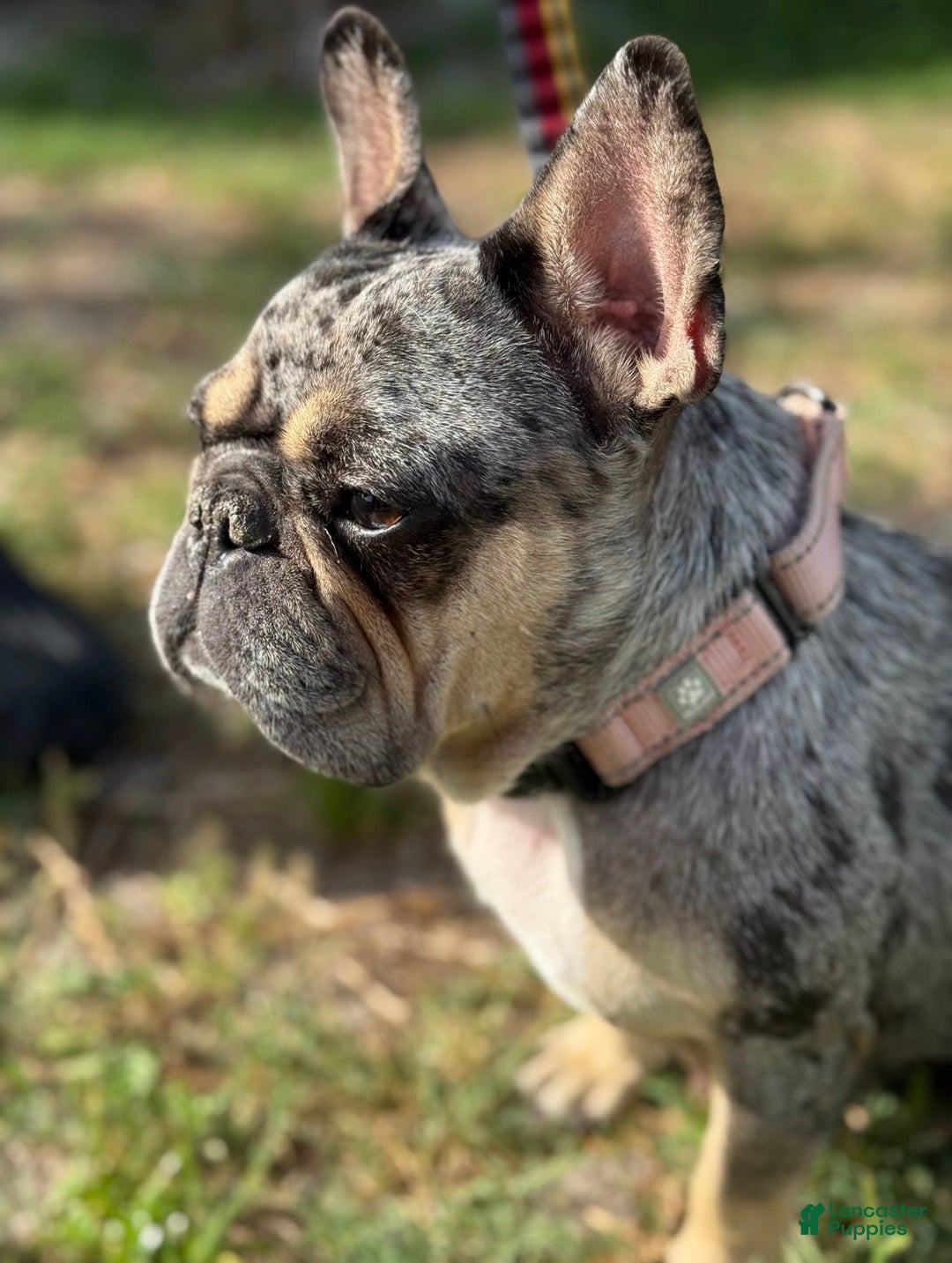 French Bulldog dogs for sale: Princess  - Ad 5