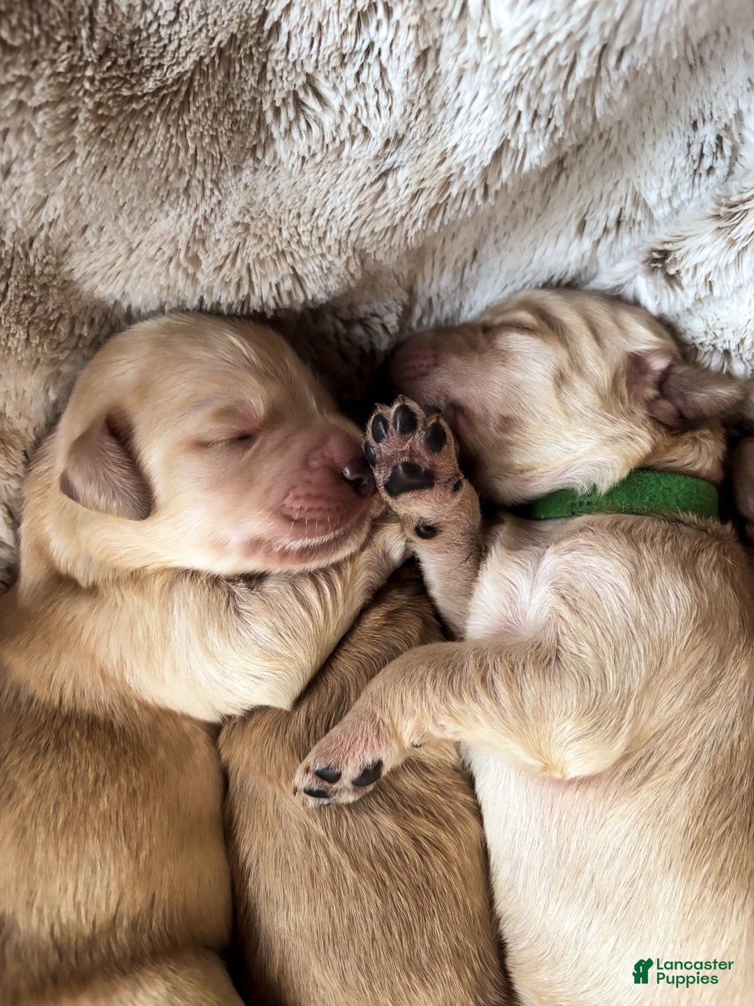 Goldendoodle dogs for sale: Hazel - Ad 12