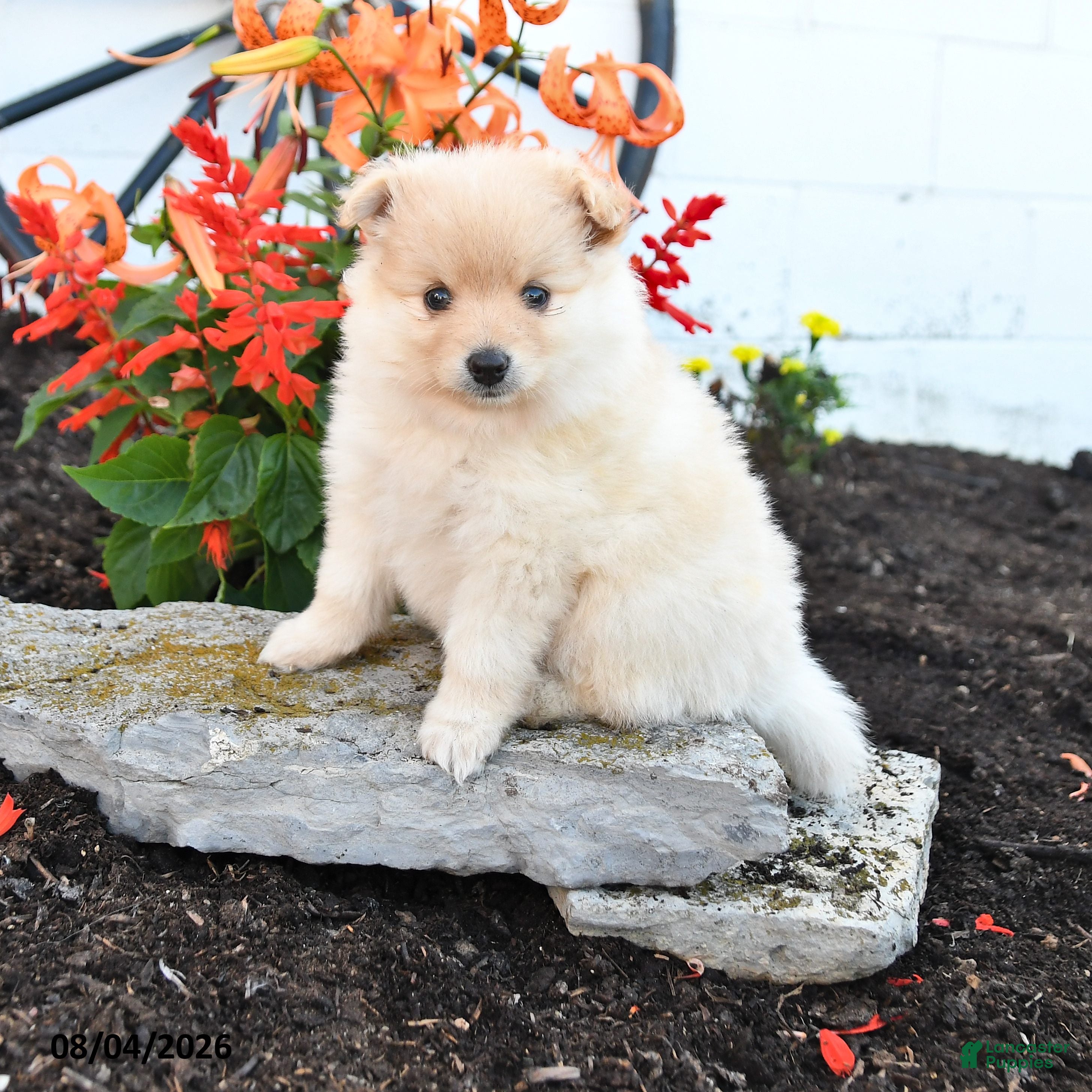 Pomeranian dogs for sale: Piper - Ad 2