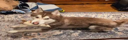 Siberian Husky dogs for sale: Phoenix - Ad 2