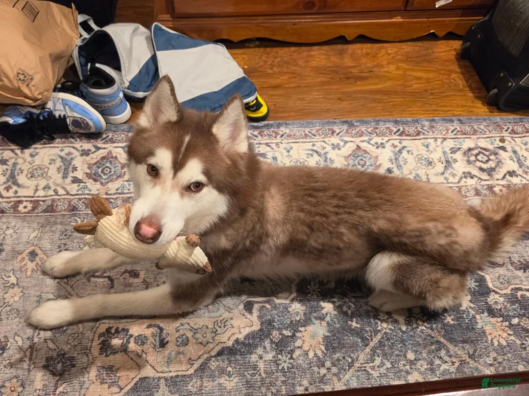 Siberian Husky dogs for sale: Phoenix - Ad 2