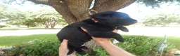 German Shepherd dogs for sale: Ms Yellow - Ad 25
