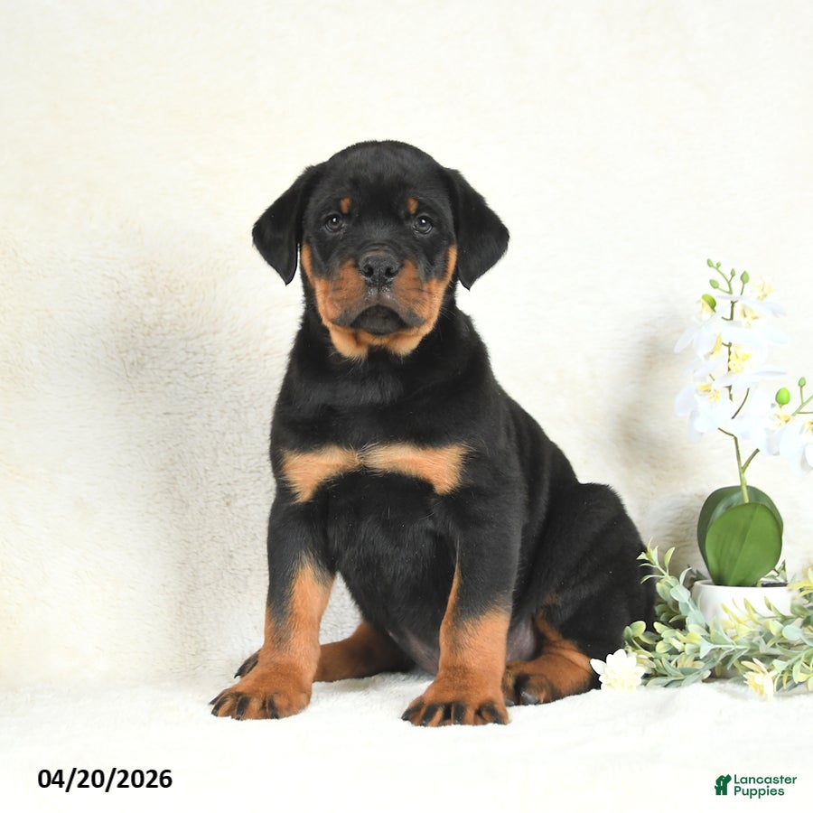 Rottweiler dogs Chase - Ad 1