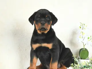 Rottweiler dogs for sale: Chase - Ad 4