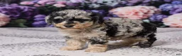 Miniature Poodle dogs for sale: Kibby - Ad 5